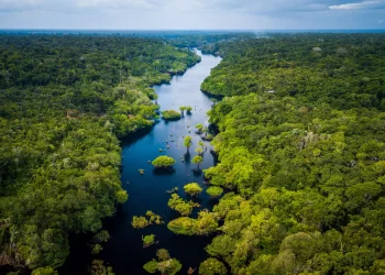 Amazonia-floresta-amazonica-topo-80